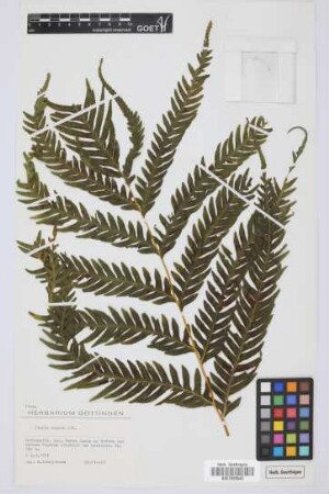 Pteris arguta Ait.