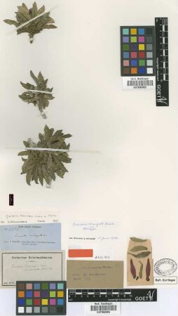 Gesneria libanensis C.Morren var. corrugata (Griseb.) Urb.[type]