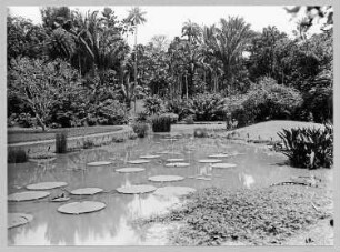 Buitenzorg (Bogor), Java/Indonesien. Botanischer Garten (1817; K. G. K. Reinwardt). Lotusteich mit Victoria regia u. a. Seerosengewächsen gegen Parkpartie mit Palmenbäumen