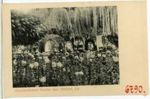 Hanford. Chrysanthemum Garden near Hanford, Cal.