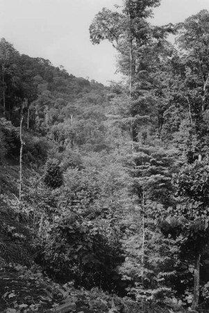 Urwald (Lateinamerika-Aufenthalte 1934/1942 - 2. Kolumbien 1934-1937)