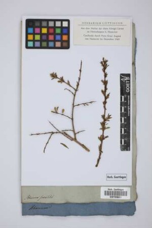 Rhamnus saxatilis