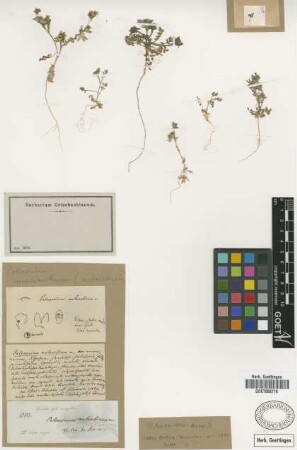 Polemonium antarcticum Griseb. [holotype]