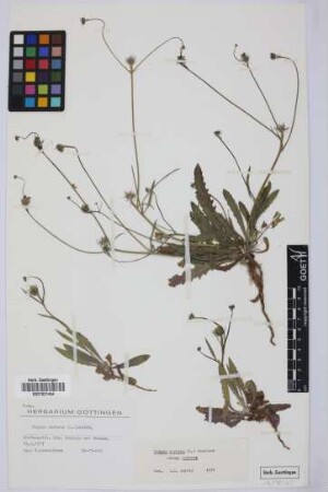 Tolpis barbata (L.) Gaertn.