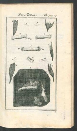 Tafel: Die Motten.