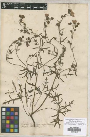 Geranium