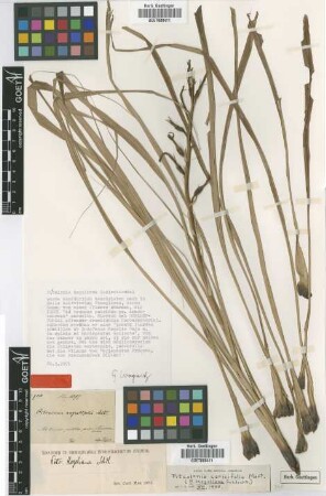 Pitcairnia kegeliana Schltdl. [type]
