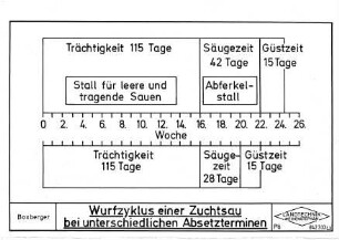 Wurfzyklus einer Zuchtsau bei unterschiedlichen Absetzterminen