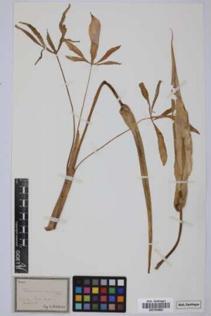 Dracunculus canariensis Kunth