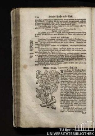 Cap. 83. Adams-Feigen, Sycomorus.