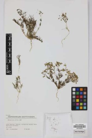 Spergularia fallax Lowe