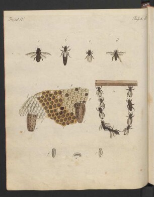 Die Bienen.