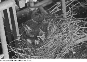 Jungvögel im Nest