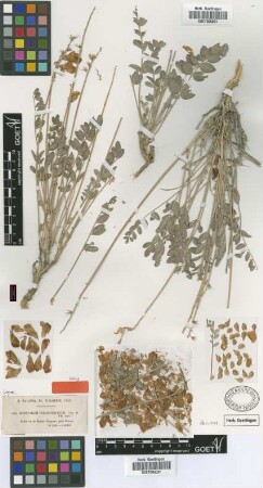 Hedysarum perrauderianum Coss. & Durieu [isotype]