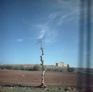Dünner Baum vor einem Acker, im Hintergrund ein Wasserturm und moderner Wohnblock
