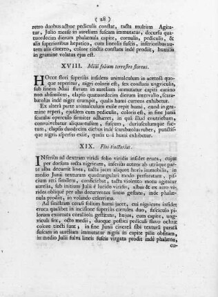 XVIII. Millefolium terrestre, florens