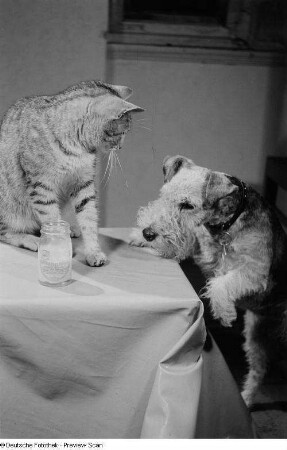 Katze und Hund mit Mayonnaiseglas