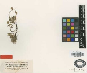 Ranunculus bulbilliferus Boiss. & Hohen. [type]