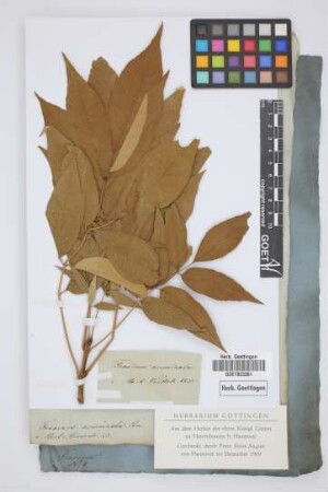 Fraxinus acuminata Lam.