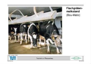 Fischgrätenmelkstand (Bou-Matic)