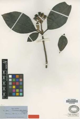 Meriania subumbellata Cogn. [type]