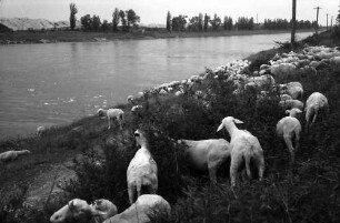 Neuenburg: Schafe am Rhein bei Neuenburg