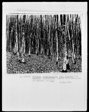 Birkenwald