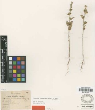 Cichorium glandulosum Boiss. & Huet in Boiss. [syntype]