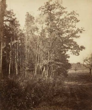 Birkenwald mit Weg