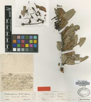 Siphonandra pilosa A.C.Sm. [type]