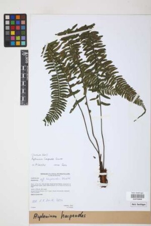 Asplenium harpeodes Kunze