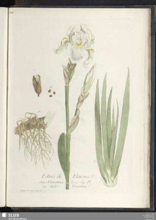 L'Iris de Florence