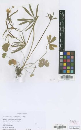 Ranunculus carpinetorum E. H&ouml;randl & W. Gutermann[paratype]