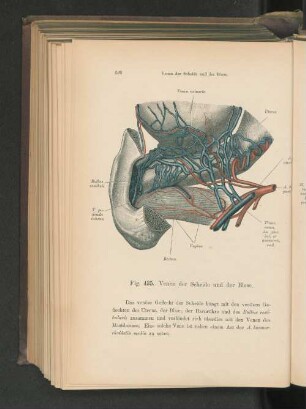 Fig. 435. Venen der Scheide und der Blase.