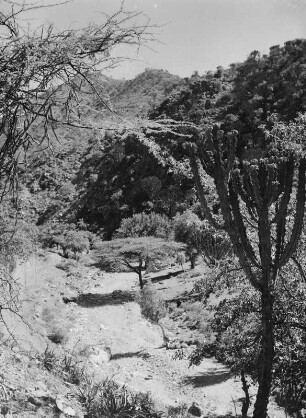 Ausgetrockneter Fluss : Bett eines zum Aufnahmezeitpunkt ausgetrockneten Flusses