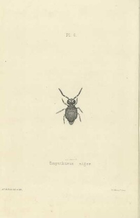 Plate VI. Smynthurus niger.