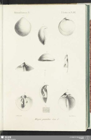 Pl. 501