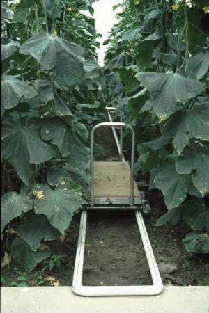 Fotografie: Gartenbautechnik-Freiland, Ernteverfahren, Einlegegurken, Erntetechnik