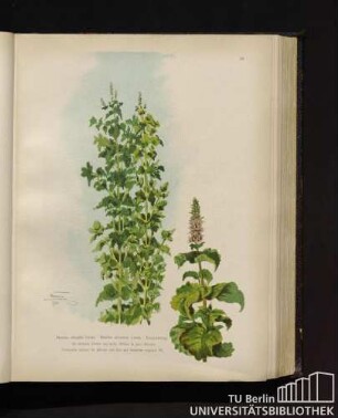 Mentha crispata Linné. Mentha silvestris Linné. Krauseminze.