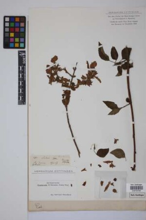 Salvia