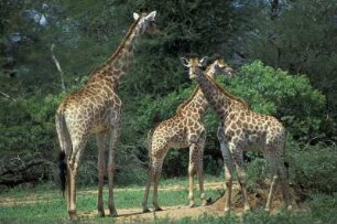 Südafrika. Giraffen im Krueger Nationalpark