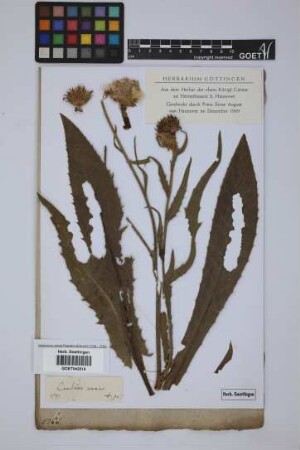 Carduus canus L.