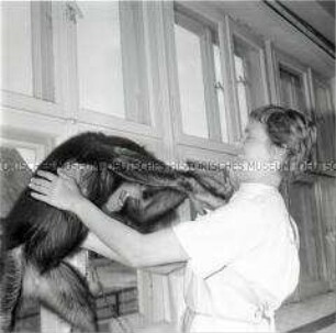 Schimpanse und Pflegerin während einer tiermedizinischen Untersuchung in der Bezirkstierklinik Rostock