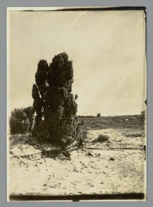 Heide bei Wilsede