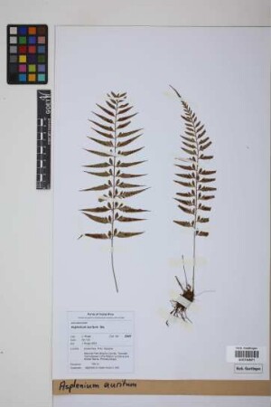 Asplenium auritum Sw.