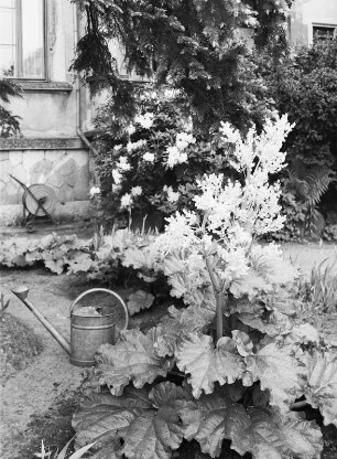 Blühender Rhabarber : Blühender Rhabarber im Garten eines Wohnhaues, vermutlich in Dresden