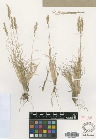 Agrostis nardifolia Griseb. [type]