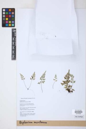 Asplenium montanum