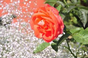 Bornholm - Rose im Vorgarten : Aufgenommen im Dorf Boderne auf der dänischen Ostseeinsel Bornholm am 27. Juli 2010