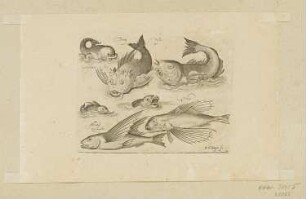 Fiktiver Fisch, fiktiver Delfin und fliegender Fisch, Blatt 10 der Folge "Fische und andere Meerestiere"
